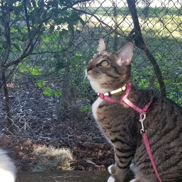 Meet your Posher, Elizabeth - Picture 4 of 16